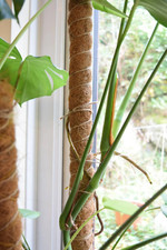 Moss Poles - Extendable Coco Coir Poles - House Plant Support - Totem Poles 
