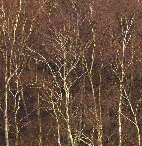 Betula pendula 100 150cm - pendula, 100-150cm
