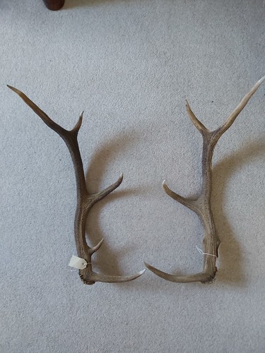 Large red stag - stag, deer