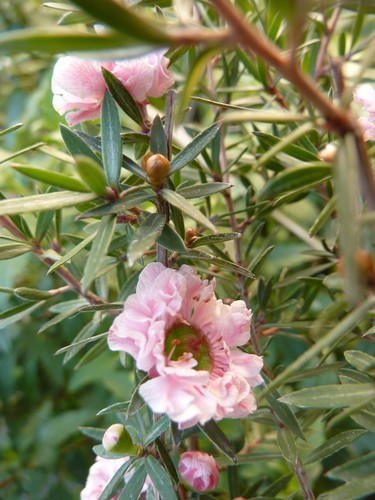 Leptospermum autumn glory - leptospermum,