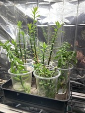 Pereskiopsis - Grafting Stock