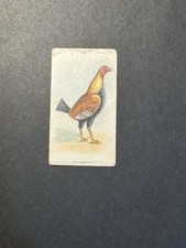 Fighting Cocks Cigarette Card (no 12)  Game Fowl