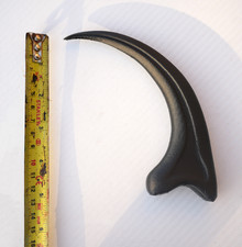 Velociraptor Claw Fossil Model
