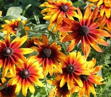 RUDBECKIA HIRTA PERENNIAL