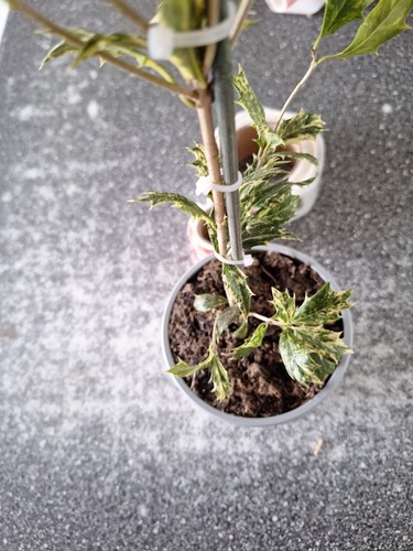 Osmanthus heterophyllus - osmanthus,