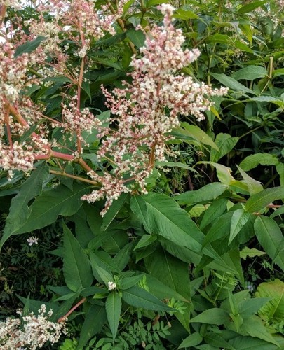 Persicaria polymorpha hardy - persicaria,