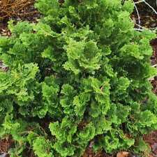 Hinoki Cypress Conifer Plant