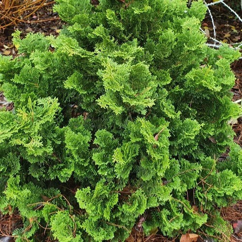 Hinoki cypress conifer - hinoki,