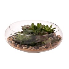 Bowl Terrarium Planter - Glass