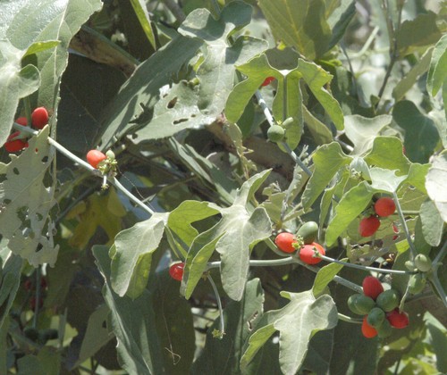 Corallocarpus epigaeus eds - epigaeus,