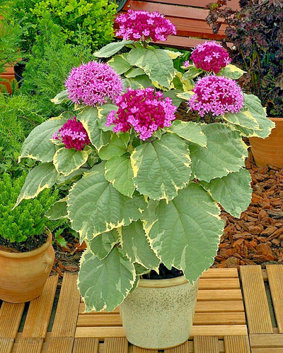 Clerodendrum bungei pink - clerodendrum,