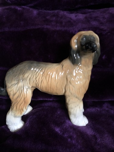 Graceful afghan hound dog - hound,