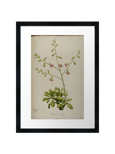 Botanical framed wall art - botanical,