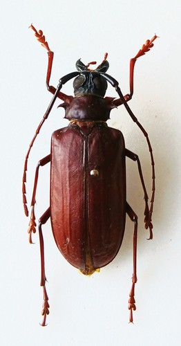 Burgundy longhorn female - female, large
