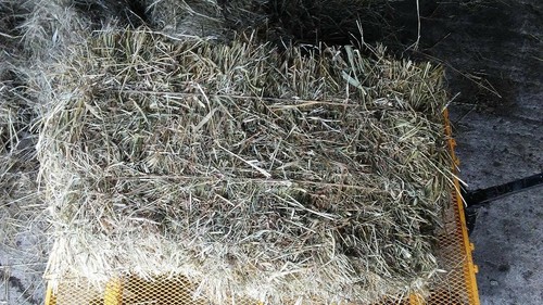 Timothy hay small square - small,