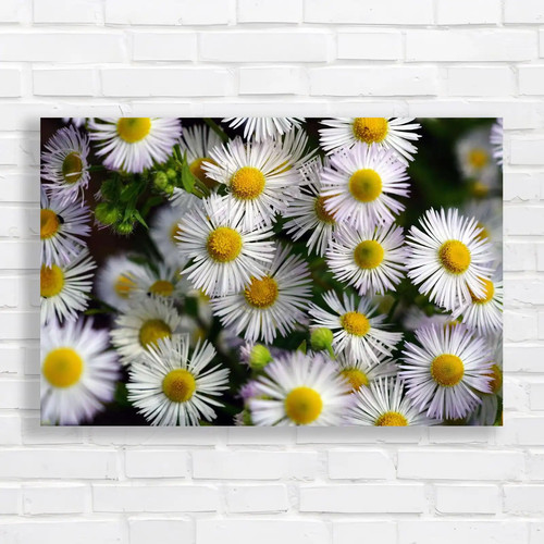 Vibrant daisy flower - daisy, canvas