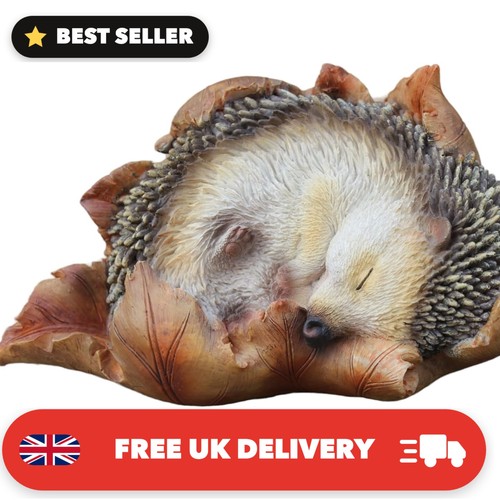 Baby hedgehog leaf highly - baby,