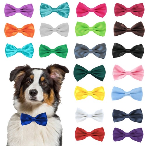 Dog bow tie - dog, tied
