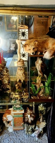 Taxidermy monocled cobra snake - cobra,