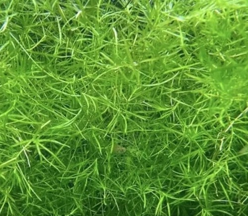 Guppy grass najas - guppy,
