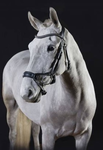 Gfs premier alpine bridle - premier,
