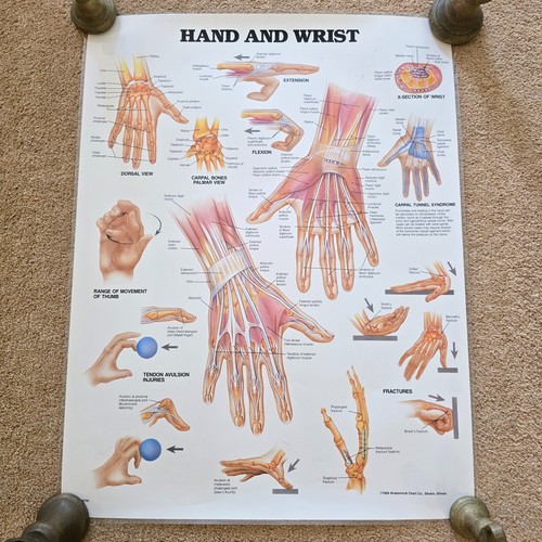 Vintage anatomical chart - vintage, co