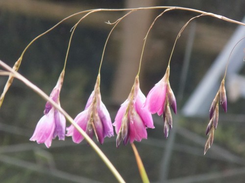 Seeds dierama angels jewels - 50,