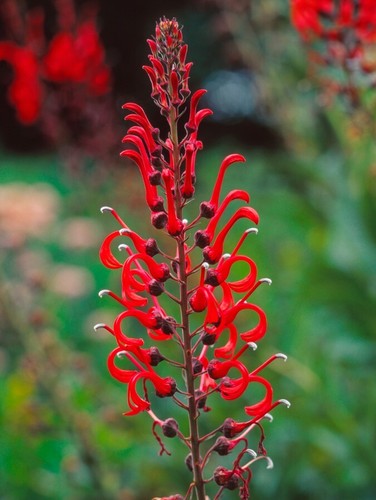 Lobelia tupa 50 seeds - lobelia,