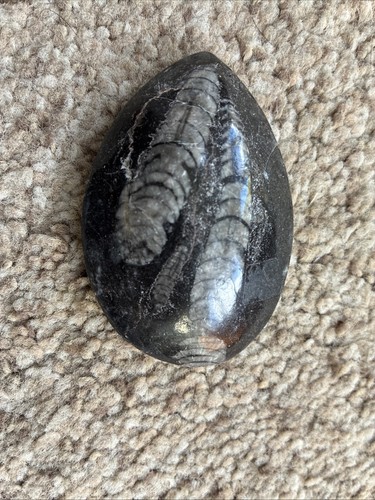 Genuine orthoceras fossil - genuine,
