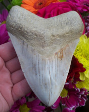 TOP GRADE VERY RARE WHITE