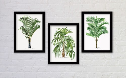 Set palm tree botanical - set, 3