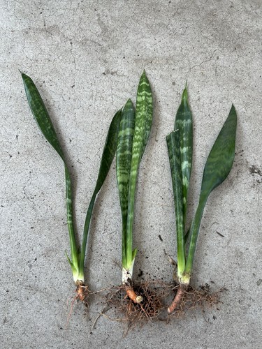 3pcs snake plant - snake,