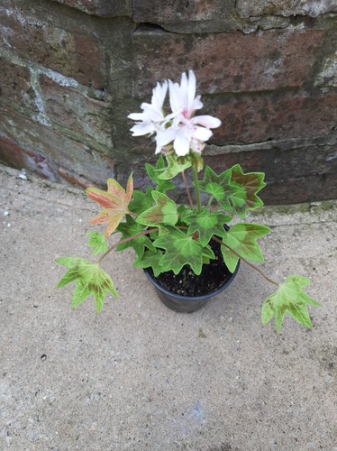 Pelargonium vectis finery - pelargonium,