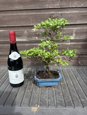 Bonsai Tree Satsuki Azalea