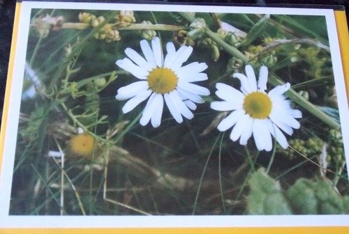 Blank cards cornish - cards,