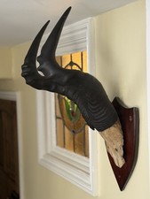 Taxidermy  Red Hartebeest Antelope Horns