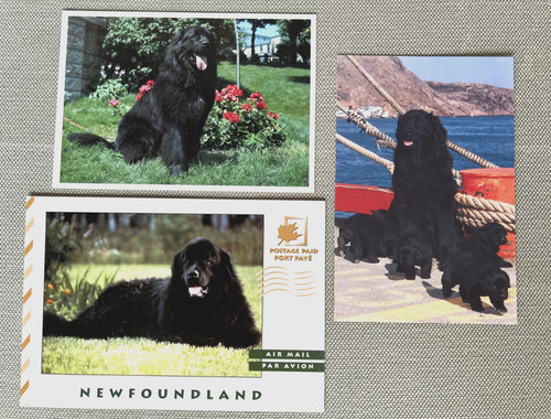 Three newfoundland dog - newfoundland,