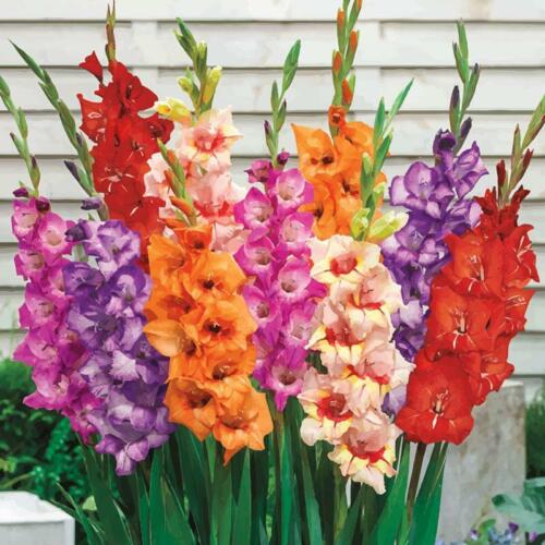 Mixed colour gladiolus - mixed,