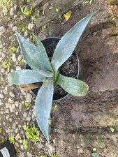 Agave Americana Century Plant
