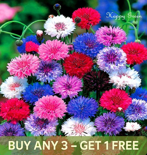 Dwarf cornflower seeds polka - seeds,
