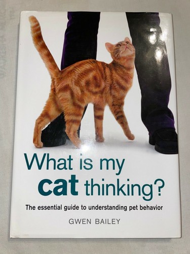What cat thinking the - my,