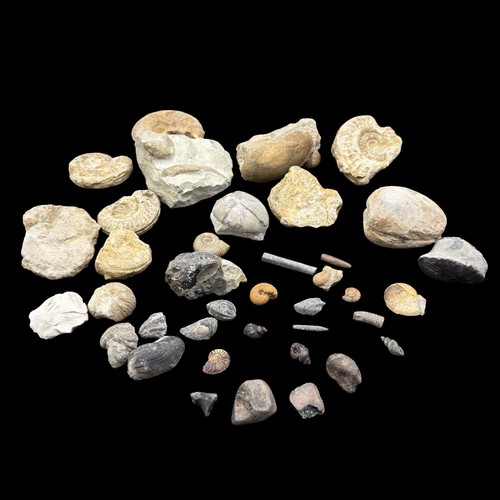 1kg british fossil - british,
