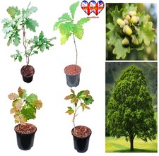 Oak Tree Sapling in Pot (20–70cm) ,UK Grown Hardy Live Tree,Fast Growing