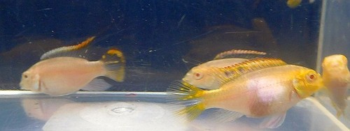 Nice young breeding pair - young,