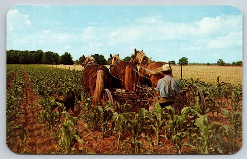 Horse drawn cultivator amish - cultivator,,