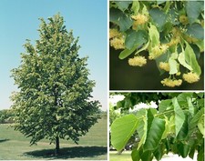 Lime Tree (Tilia Cordata) | 25+ seeds | Linden Tea | Same Day Dispatch