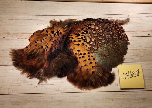 Ringneck pheasant cape - pheasant,