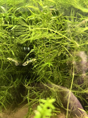 Guppy grass najas - guppy,