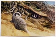 Postcard - BADGER by DAVID