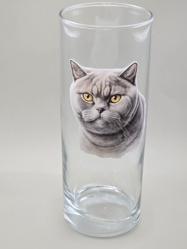 British shorthair cat - british, glass